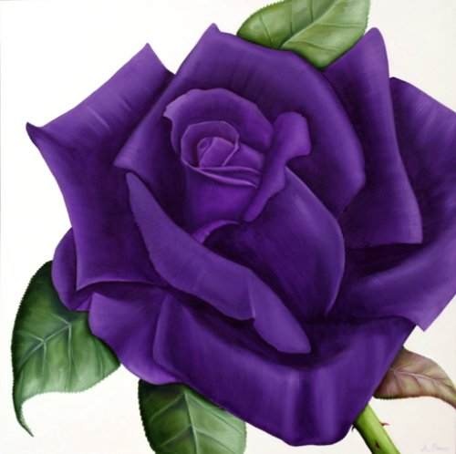 Photo:  Purple Rose